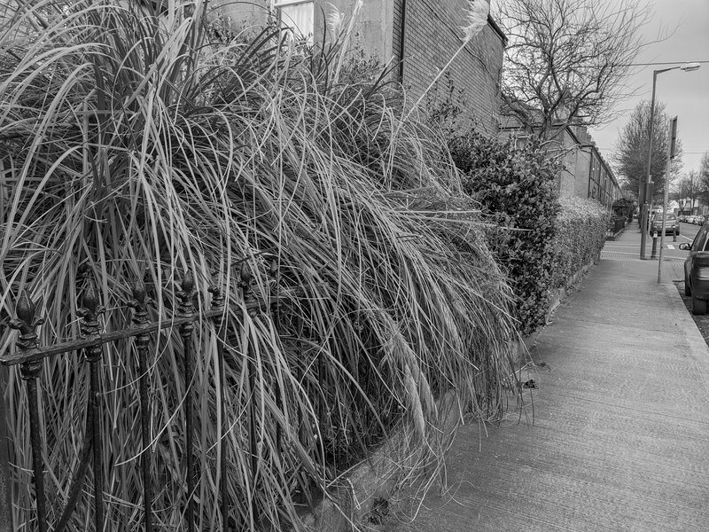 The tall pampas grass behind the fence. The recorder is set at the bottom of the fence, pointing up at the leaves.